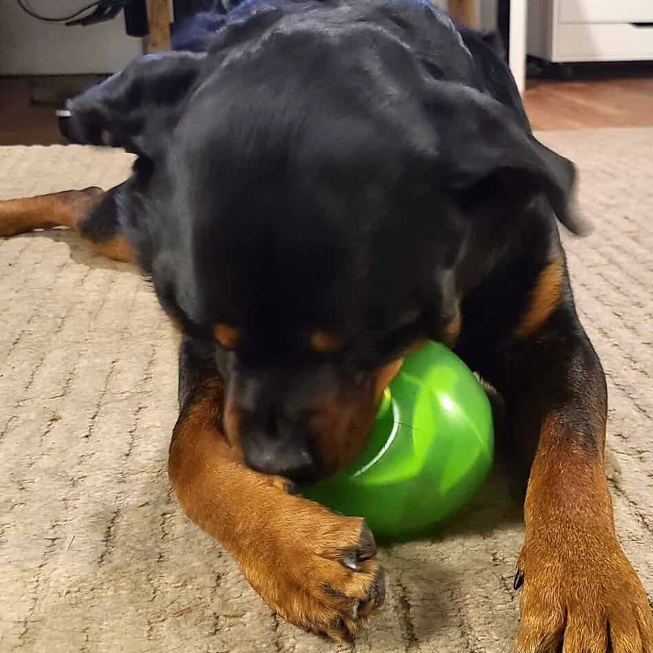Planet Dog Orbee Tuff Mazee Review Chew Test